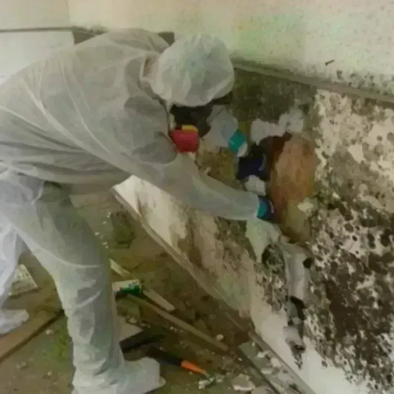 Mold Remediation and Removal in Jeffersonville, KY